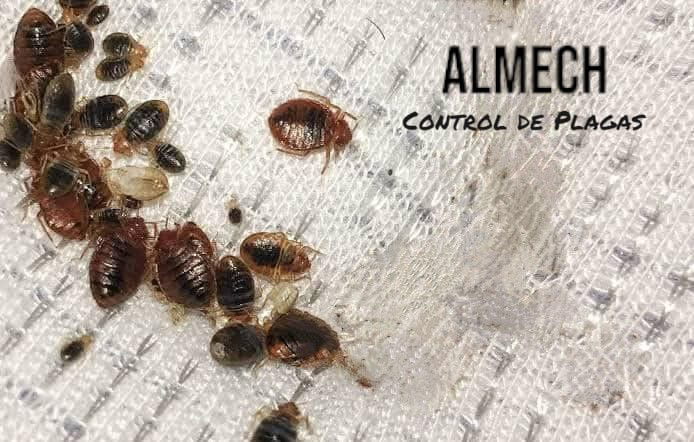 Imagen relacionada con plagas